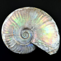 Herrlicher versteinerter Perlmutt-Ammonit aus Madagaskar