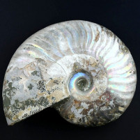 Ammonit Cleoniceras mit originaler Perlmutt Schale
