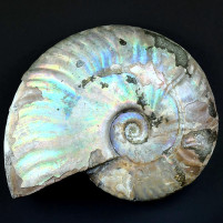 Perlmutt-Ammonit Cleoniceras mit tollem Farbenspiel