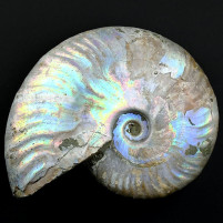 Ammonit Cleoniceras mit Perlmuttschale Fossilien Madagaskar