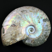 Fossilien Ammonit mit Perlmuttschale irisierend glänzend aus Madagaskar