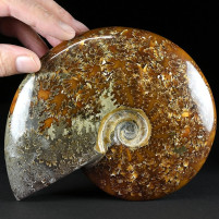 Eindrucksvoller versteinerter Ammonit aus der Unterkreide von Madagaskar