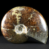 Ammoniten Madagaskar poliert Cleoniceras besairiei