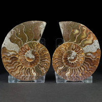 Ammoniten Pärchen Cleoniceras aus der Unterkreide von Madagaskar