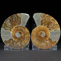 Ammoniten Paar poliert aus der Kreidezeit von Madagaskar