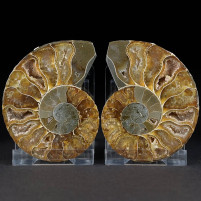 Schönes aufgeschnittenes Ammoniten Pärchen aus Madagaskar