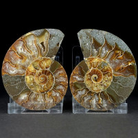 Versteinertes Ammonitenpaar aus Madagaskar