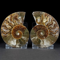 Poliertes Ammoniten Pärchen Cleoniceras besairiei zum Kaufen