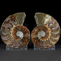 Versteinertes Ammoniten Paar aus der Kreidezeit von Madagaskar