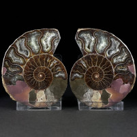 Fossilien Geschenke schönes versteinertes Ammonitenpärchen 