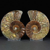 Schönes Ammonitenpaar Cleoniceras besairiei aus Madagaskar