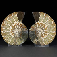Tolles versteinertes Ammoniten Paar aus der Kreidezeit von Madagaskar