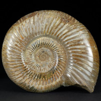 Jura Ammonit Divisosphinctes 160 Millionen Jahre alt.