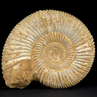 Ammoniten naturbelassen Divisosphinctes aus Madagaskar