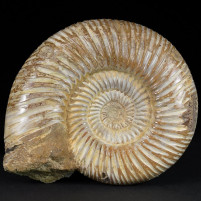 Schöner Jura Ammonit aus Madagaskar Divisosphinctes sp.