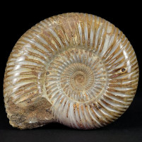 Fossilien Geschenke Ammoniten aus Madagaskar naturbelassen