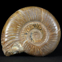 Schöner Ammonit Divisosphinctes aus der Oberjura Madagaskar