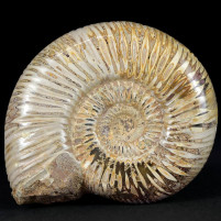 Jura Ammoniten Madagaskar Divisosphinctes Perisphinctes