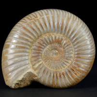 Schöner Jura Ammonit anpoliert aus Madagaskar