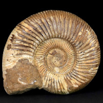Großer Jura Ammonit Divisosphinctes aus Madagaskar