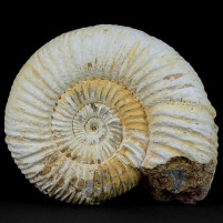 versteinerter Ammonit Divisosphinctes aus Madagaskar 