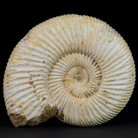 Fossilien Geschenke versteinerte Ammoniten naturbelassen aus Madagaskar