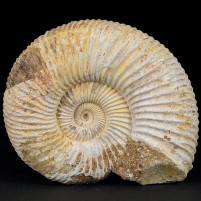 Schöner Jura Ammonit Divisosphinctes aus Madagaskar