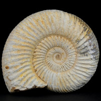 Fossilien Geschenksidee Ammonit naturbelassen Jurazeit