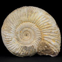 Naturbelassener Jura Ammonit Divisosphinctes besairiei