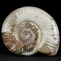 Fossilien Ammoniten aus Madagaskar Kaufen Divisosphinctes