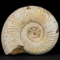 Jura Ammonit Divisosphinctes aus Madagaskar zum Kaufen