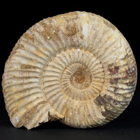 Jura Ammonit Divisosphinctes aus Madagaskar