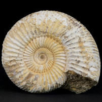 Fossilien Geschenke Jura Ammonit naturbelassen aus Madagaskar