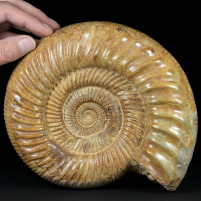 Riesiger Jura Ammonit Divisosphinctes aus Madagaskar