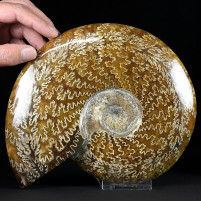 Herrlicher sehr großer Ammonit poliert aus Madagaskar