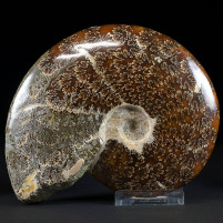 Schöner großer Unterkreide Ammonit Cleoniceras besairie
