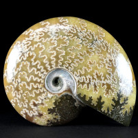 Hervorragender polierter Ammonit Cleoniceras aus Madagaskar