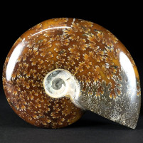 Fossilien Geschenke polierter Ammonit aus Madagaskar