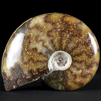 Schöner polierter Ammonit aus Madagaskar