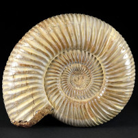 Fossilien Madagaskar Ammonit Dicisosphinctes Kranaosphinctes