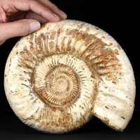 Fossilien Geschenke, Deko sehr großer versteinerter Ammonit Kranaopshinctes sp.