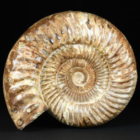 XXL Ammoniten aus Madagaskar Kranaosphinctes Oberjura