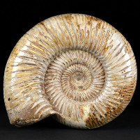 Toller Jura Ammonit Divisosphinctes aus Madagaskar