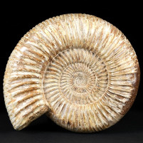 Jura Ammonit aus Madagaskar Divisosphinctes (Perisphinctes)