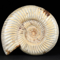 Fossilien Geschenke schöner Jura Ammonit Divisosphinctes aus Madagaskar