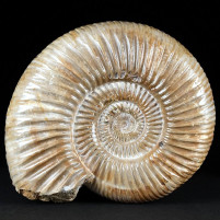 Schöner Jura Ammonit Divisosphinctes aus Madagaskar