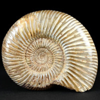 Jura Ammoniten aus Madagaskar Divisosphinctes besairiei