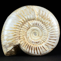 Ammonit Divisosphinctes besairiei aus Madagaskar