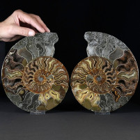 Eindrucksvolles großes Ammoniten Paar aus der Kreidezeit von Madagaskar