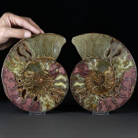 Herrliches Ammoniten Paar Cleoniceras besairiei aus der Kreidezeit